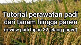 tutorial perawatan padi inpari 32 dari tanam hingga panen