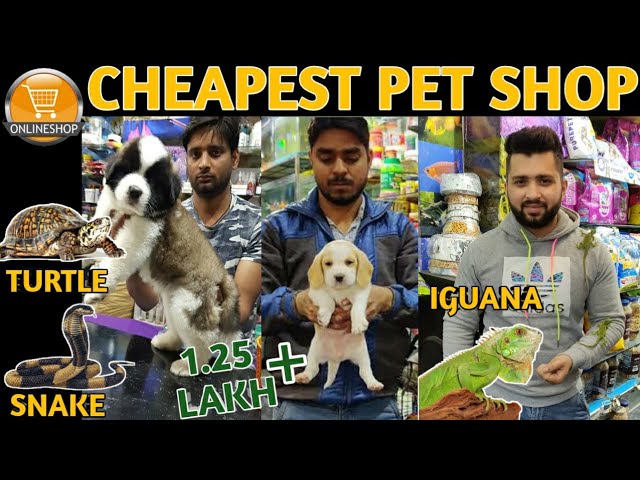 Cheapest Dog Pet Shop Buy Pets Online Vikas Pet Shop Dogs Cats Iguana Snake Youtube