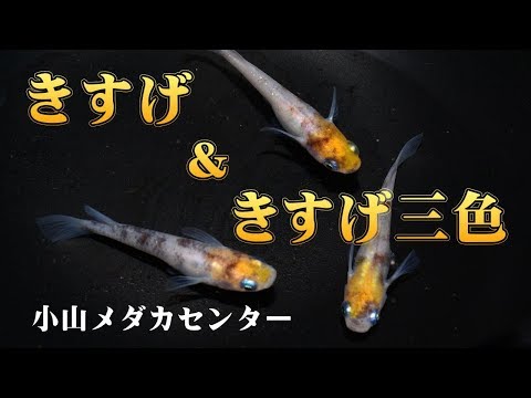 メダカ⭐︎専用 メダカ⭐︎専用