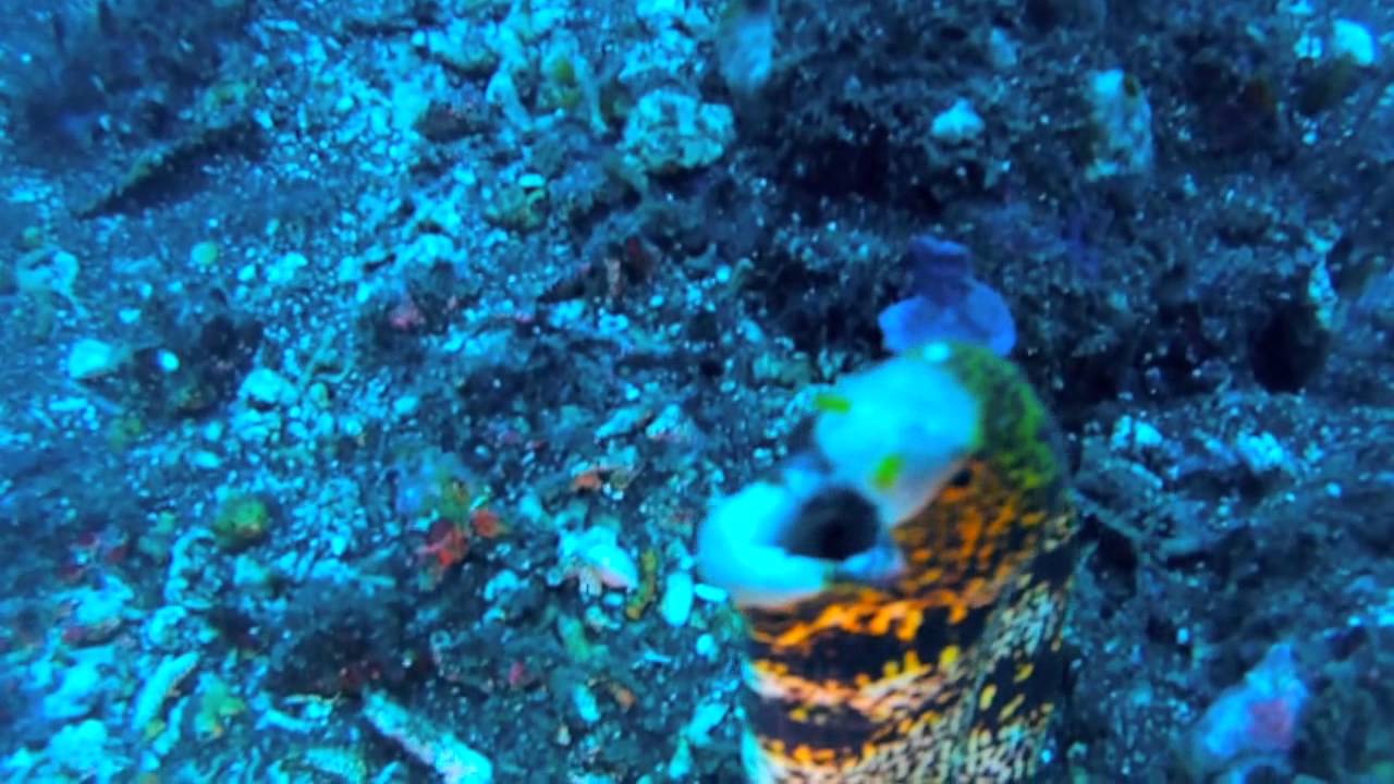 Underwater Charm of Bali