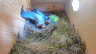 Bluetit chicks Day 4, a bit of nest cleaning.