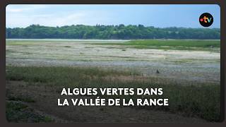 Algues Vertes Dans La Vallée De La Rance