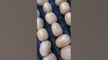 Automatic sorting of kiwifruit