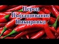 ПЕРЕЦ. ВЫРАЩИВАНИЕ. ПИКИРОВКА