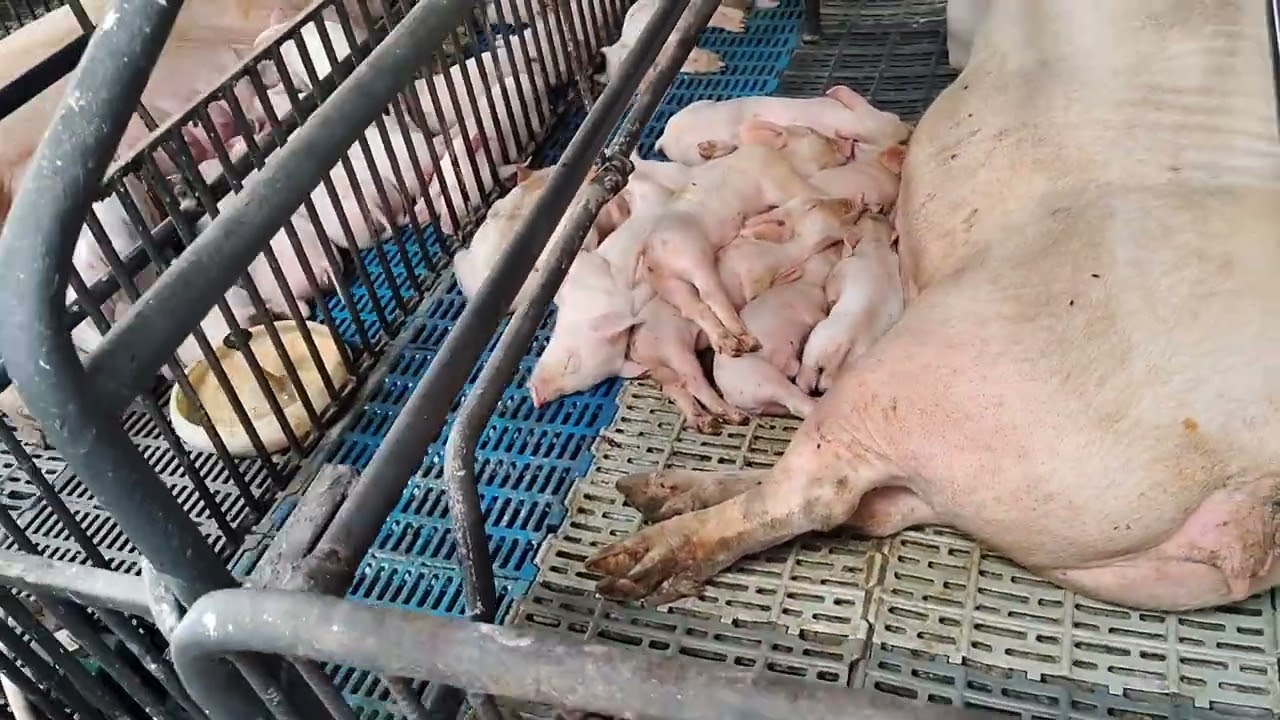 “O Erro no Arraçoamento que Pode Comprometer o Parto das Fêmeas Suínas”🐖💚