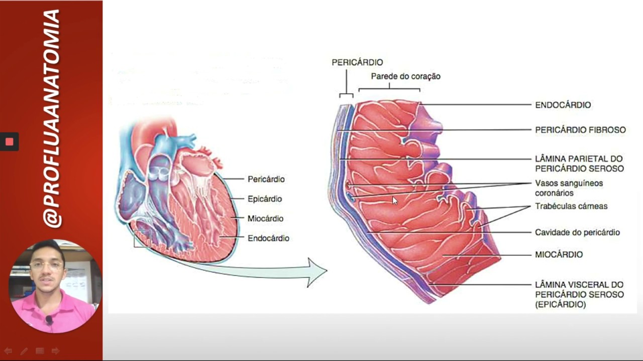 O Coração Humano Apresenta Três Camadas Formando A Parede Do órgão O Coração Humano Apresenta Três Camadas Formando A Parede Do órgão