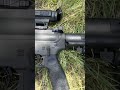 DDM4 PDW what can?