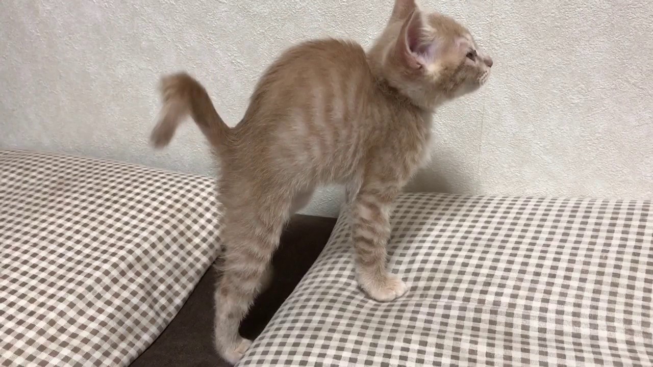 伸びする子猫がかわいい A Kitten To Stretch Youtube