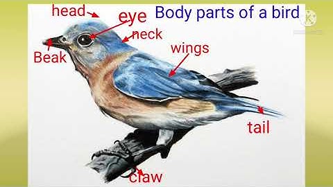Class 3 || Science|| Chapter 4 Birds (part 1)