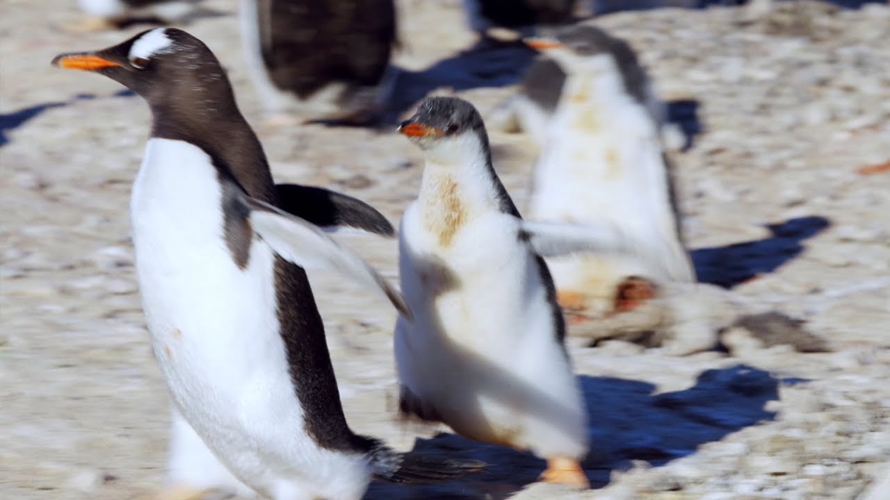 ⁣Baby Penguin Annoys Neighbour | Penguin Post Office | BBC Earth