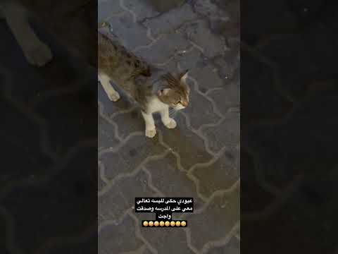 أج ت معك البسبوسه ياعليك