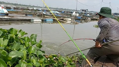 Run tay kéo ổ cá tra Khủng chuyến câu cuối năm | Câu cá trên bè T 402