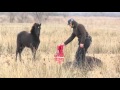 Man frees wild horse from chains, but has no idea he’s about to receive the ‘thank you’ of a lifetime