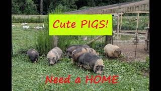 Building a Sustainable Pallet Pig Pen: Low Cost Housing for Pigs