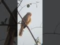 #roblox #games #birds