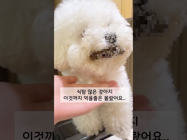 우리집 똥강아지