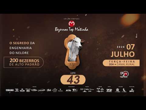 LOTE 43