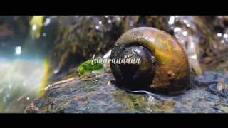 Asmarandana   Pongge & Nanik Preweding