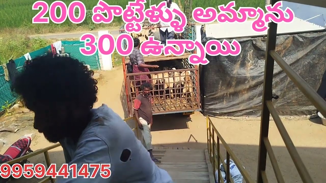 300 పొట్టేళ్ళు అమ్మకానికి ఉన్నాయి 9959441475