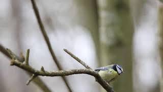 Oiseau Jaune Au Cœur De La Forêt