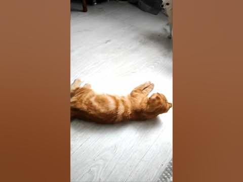 На старт, внимание , марш ! - YouTube