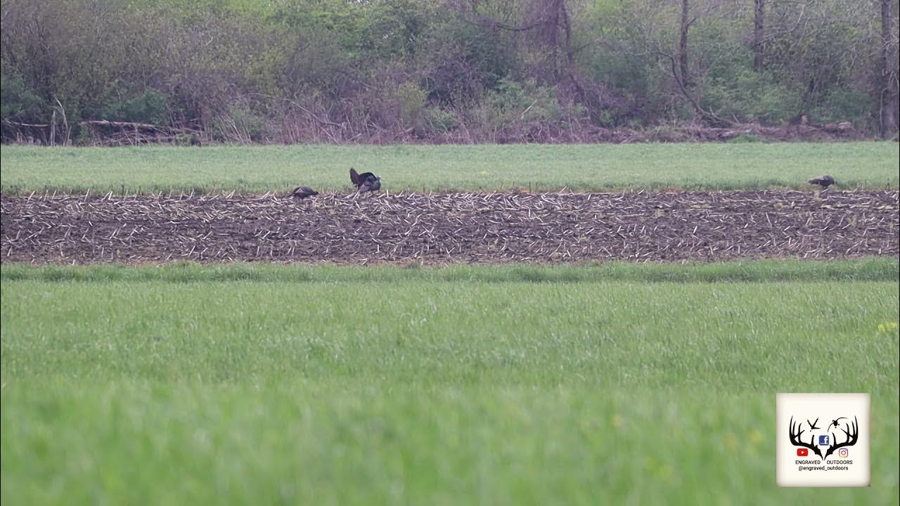 NY TURKEY SEASON RECAP 2021 SEASON YouTube