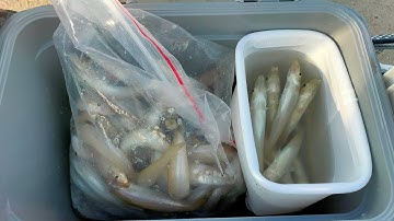 Cách làm thẻo câu cá bống đục chì trên thẻo dưới hiệu quả