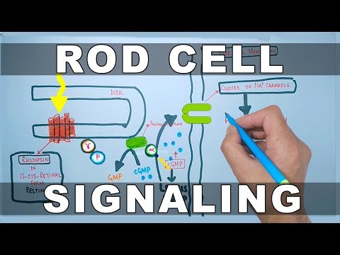 Rod Cell Signaling