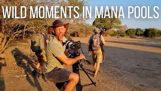 Wild Moments in Mana Pools, Zimbabwe | Mucheni Camp