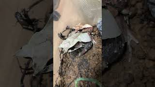 ミツヅノコノハガエル Long nosed horned frog   Megophrys nasuta　#shorts