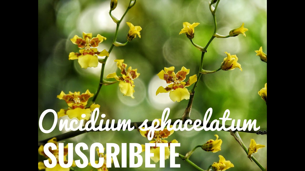Conociendo a Oncidium sphacelatum - El Orquidiario - thptnganamst.edu.vn