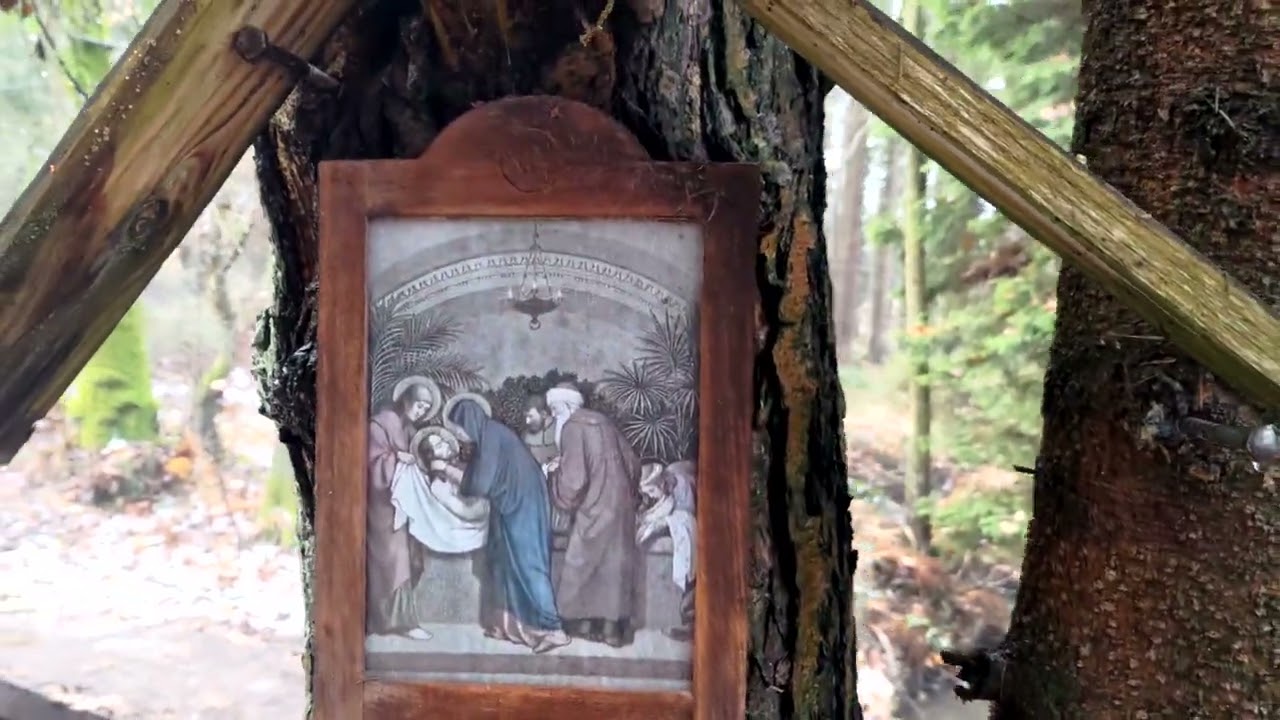 Videoprocházky lesem - Brdy - Vlog - Zaječov a Jalový potok by Iveta Honzová