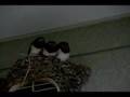 swallow babies