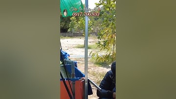 Tới Nơi Giao Ốc Bươu Đen Giống Cho Khách Nuôi Bằng Nước Giếng Ở Nhơn Trạch Đồng Nai