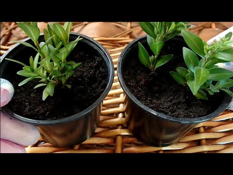 САМШИТ.Размножение черенками.