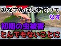 【なす】皆さんは気を付けて！初期の虫被害はすぐに対策してください【無農薬】【家庭菜園】