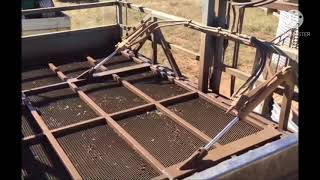 Dipping sheep to remove parasites