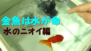 金魚水槽の水について 臭い水はもちろんダメですが無臭もイマイチです パピネンの小鳥エコ倶楽部