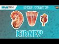 Renal  kidney anatomy model