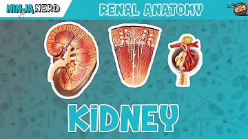 Renal | Kidney Anatomy Model