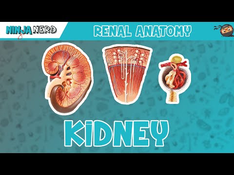 Renal | Kidney Anatomy Model