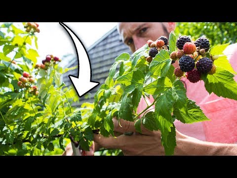 Video: Raspberries: Plantation Pruning