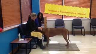 Canine Chin Rest Behavior: Voluntary Injection & Ear Care (Journal 3)