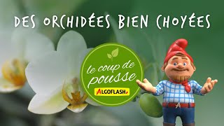 Des Orchidées Bien Choyées