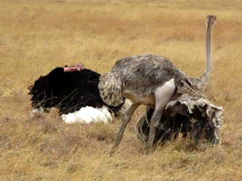 Ostrich mating ritual, Tanzania - Africa