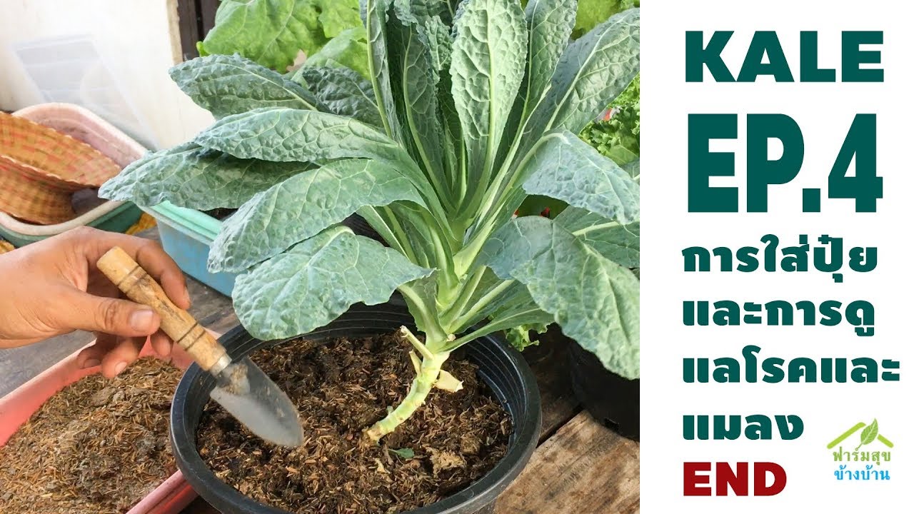 ปลูกคะน้าใบหงิก Kale EP.4 (จบ) การบำรุงและการใส่ปุ๋ย/ฟาร์มสุขข้างบ้าน
