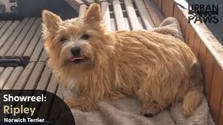 Dog Training: Ripley (Norwich Terrier) Paddleboarding, Play dead