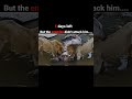 What happened to the scarface lion at the end #viral #youtube #shorts #video