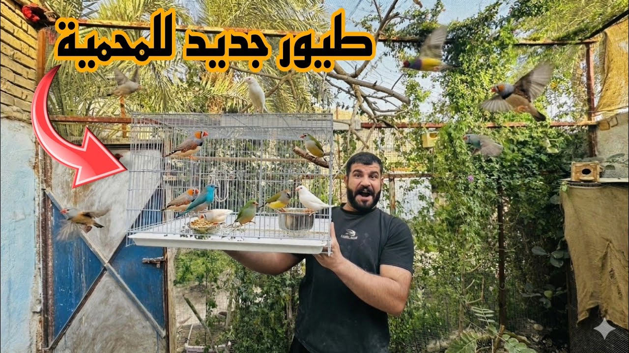 ترسنه المحمية ترس عصافير 😱