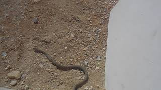 Змея (водяной уж) ползёт от площади у причала 14 мкр Актау и прячется в щель